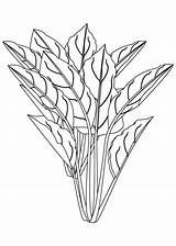 Spinach Flowering sketch template