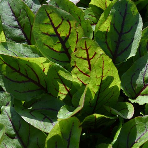 rumex sanguineus red veined sorrel buy herb plants