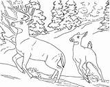 Coloring Deer Pages Kids Printable Tailed Buck Book Color Whitetail sketch template