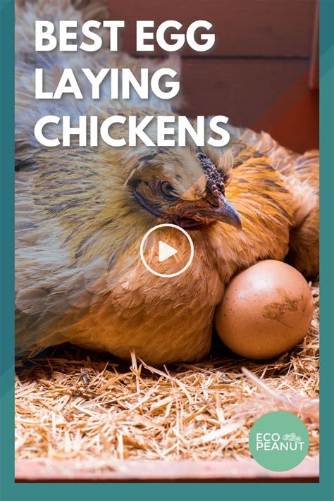 10 Best Egg Laying Chickens [up To 300 Eggs Yearly] Egg Laying
