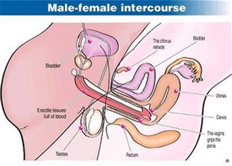 Schematic drawing of sexual penetration