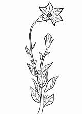 Bromeliads sketch template