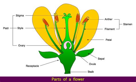 parts   flower flower parts flower structure science lessons parts   flower