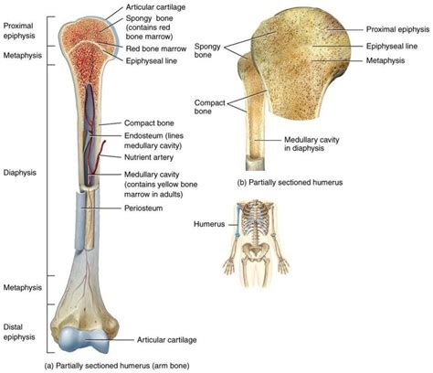 anatomy organs anatomy bones gross anatomy anatomy  physiology