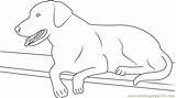 Labrador Coloring Kleurplaat Hond Labradoodle Boerderij Designlooter sketch template