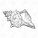 Shell Conch Drawing Vector Simple Line Sketch Snail Sea Illustration Getdrawings Spiral Realistic sketch template