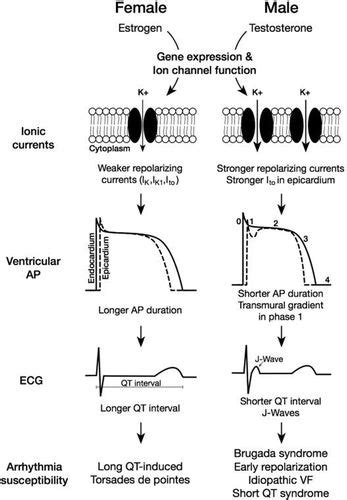 atrial fibrillation and ventricular arrhythmias circulation