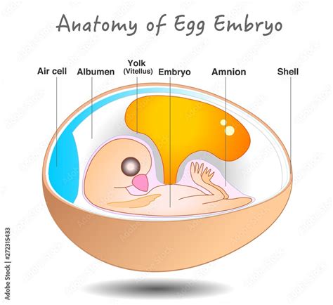egg embryo anatomy bird  chicken embryo diagram cross section egg