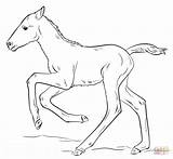 Foal Coloring Pages Drawing Draw Cute Running Horse Horses Step Foals Pluspng Supercoloring Drawings Rocks Printable Tutorials Click Kids Animal sketch template