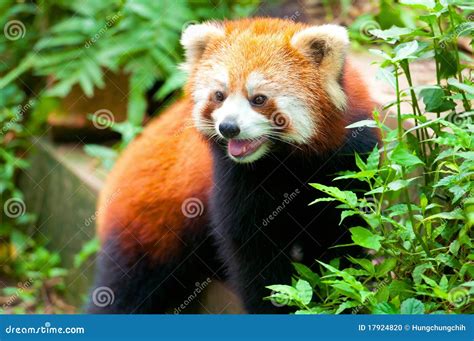 curious red panda bear stock photo image