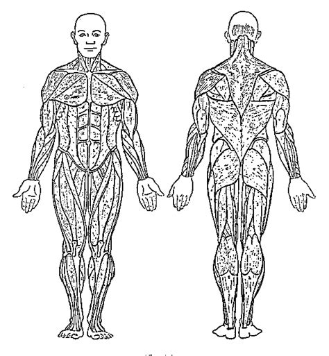 muscular system front   coloring page coloring home