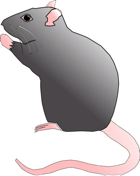 rat cartoon clipart animals transparent clip art images   finder