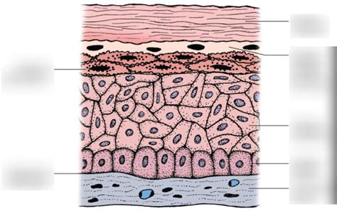 stratified squamous epithelium diagram quizlet