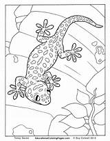 Gecko Coloring Pages Tokay Colouring Animal Lizard Creepers Book Printable Goanna Kids Crawly Drawing Realistic Color Books Sheets Adult Snake sketch template