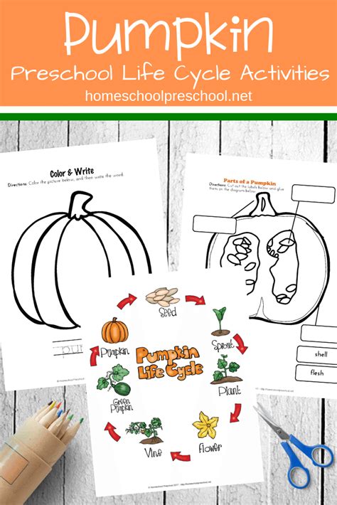 life cycle   pumpkin  preschoolers guide