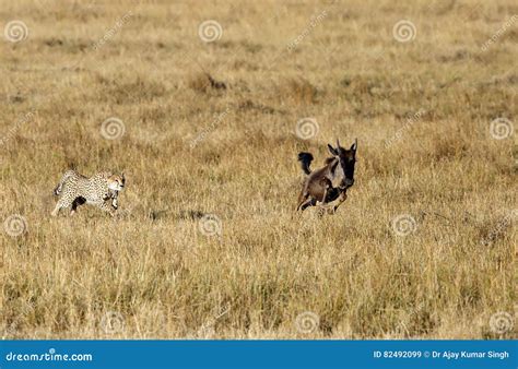 mussiara cheetah chasing  juvenile wildebeest stock image image