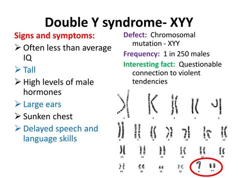 ppt karyotype and chromosomal mutation notes powerpoint presentation