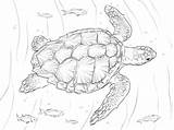 Turtle Tartaruga Tortugas Disegno Tortuga Loggerhead Animali Supercoloring Colorear Tartarughe sketch template