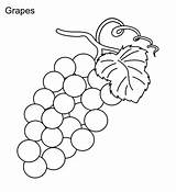 Grapes Coloring Pages Draw Color Colorluna sketch template