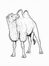 Kleurplaat Kameel Kamelen Chameau Dieren Coloriages Kamele Kamel Ausmalbild Malvorlagen Colorare Mewarnai Unta Animierte Animasi Bergerak Valeska Animaatjes Faune Cammelli sketch template