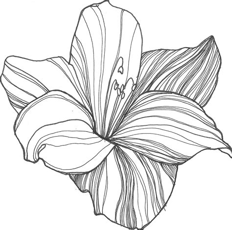 flower drawing pictures drawing pictures