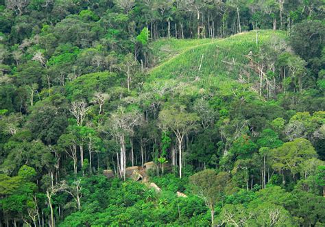 amazon deforestation  close  tipping point