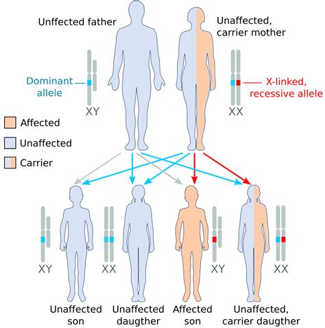 file x recessive carrier mother svg wikimedia commons