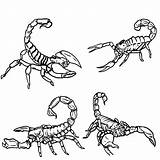 Scorpion Skorpion Kolorowanki Scorpions Bestcoloringpagesforkids Dzieci Escorpion Wydruku Onlycoloringpages sketch template