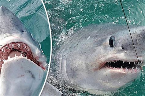 Another Giant Shark Related To Great White Caught Off Brit Coast After