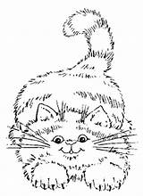 Coloring Pages Blank Cat sketch template