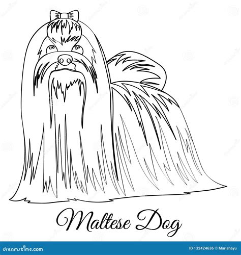 maltese dog coloring stock vector illustration  type