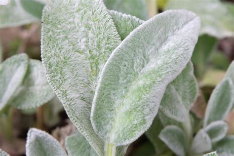 grow  care  lambs ear