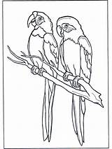 Parrots Aras Loro Ausmalbilder Pintar Vogel Fargelegg Coloriage Papagayo Ara Vogels Colorare Loros Fugler Parrot Twee Dieren Ptaki Dwie Ary sketch template