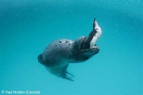 pin  heikki put  animals leopard seal animals cute animals