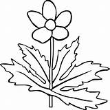 Anemone Canadensis Gg I2clipart Downloadclipart Clker sketch template