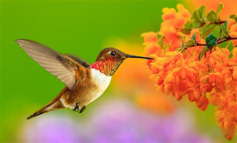 animal hummingbird hd wallpaper