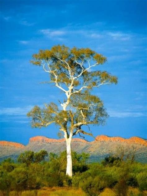 tree australian tree australian trees australian native plants