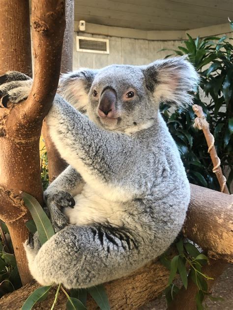 baby koalas  trees