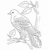 Cuckoo Coloring Pages Printable Loca Cuckoos Template Drawing Drawings Color sketch template