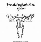 Vector Reproductive Circuit Female System Sketch sketch template