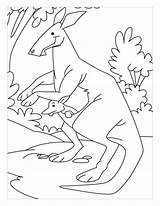 Kangaroo Coloring Pages Hop Hip Color Popular sketch template