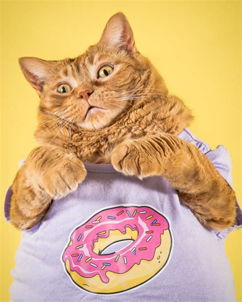 Photographer Takes Delightful Fat Cat Pictures To Show