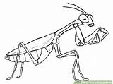 Mantis Praying Religiosa Louva Insect Gottesanbeterin Insects Insectos Bug Mantide Colorir Insetos Prey Cinderela Forb Cientificos Acessar sketch template