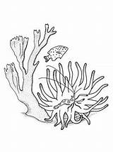 Coral Corail Koraal Koralle Korallen Pez Corales Colorea Malvorlage Kleurplaat Peces Marinos Coloriages Kleurplaten Persoonlijke Colorier Narbonne Morning sketch template