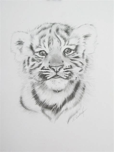 baby tiger pencil  paper    nadia gurkovajpg
