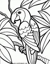 Papagei Ausmalbild Kostenlos Malvorlagen sketch template