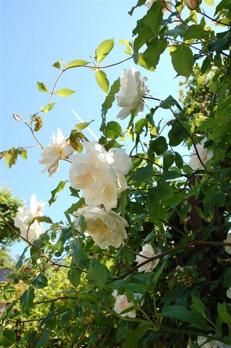 climbing roses   english garden posy white roses red roses english gardens enchanted