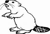 Beaver Coloring Printable Drawing Pages Animals sketch template