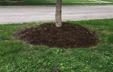 Don’t Pile It On When Mulching Around A Tree Chicago Tribune