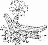 Cactus Coloring Pages Printable Drawing Lady Color Book Desert Christmas Echinocereus Finger Drawings Supercoloring Getdrawings Version sketch template